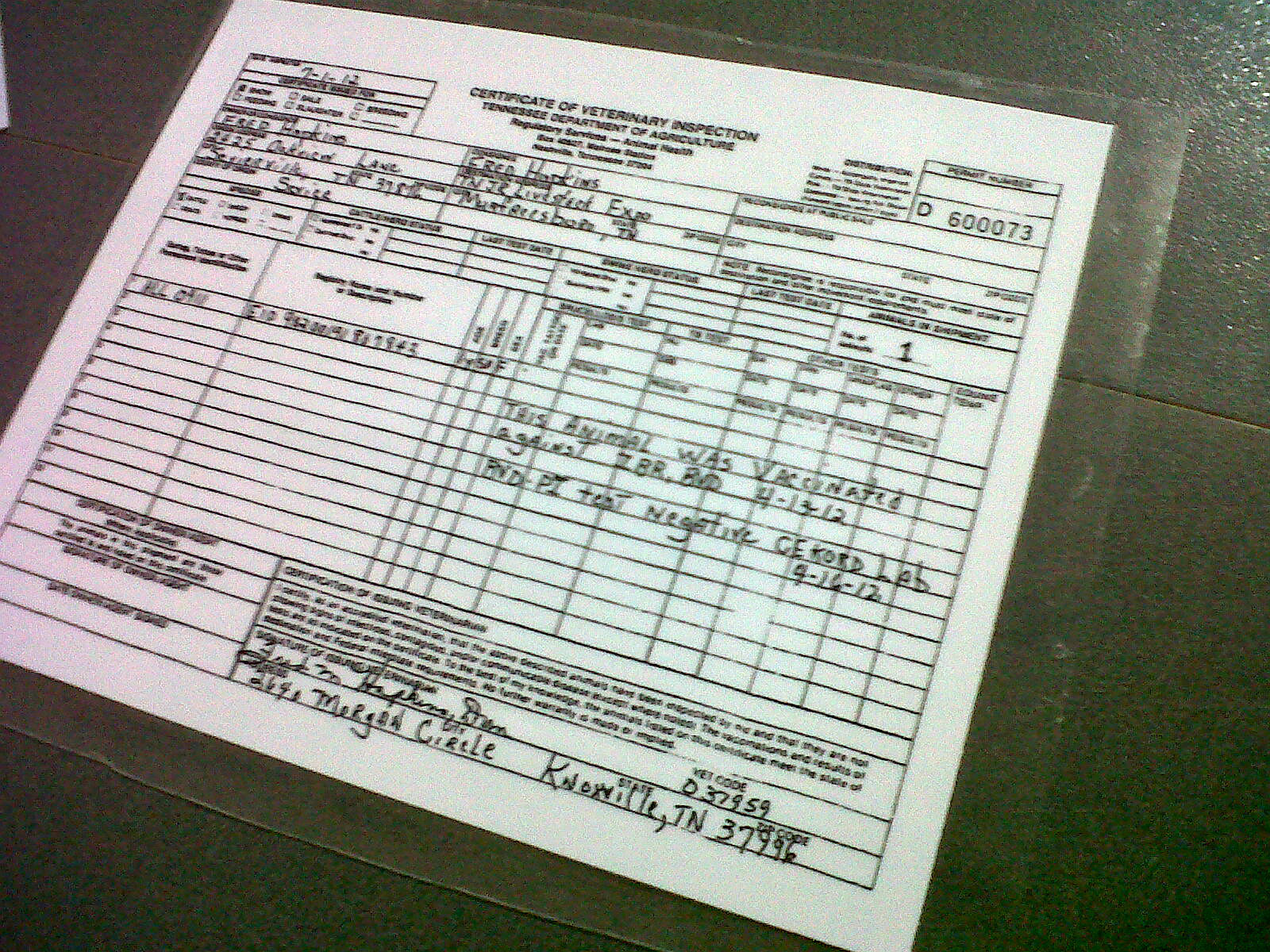 cattle health certificate Beef Runner