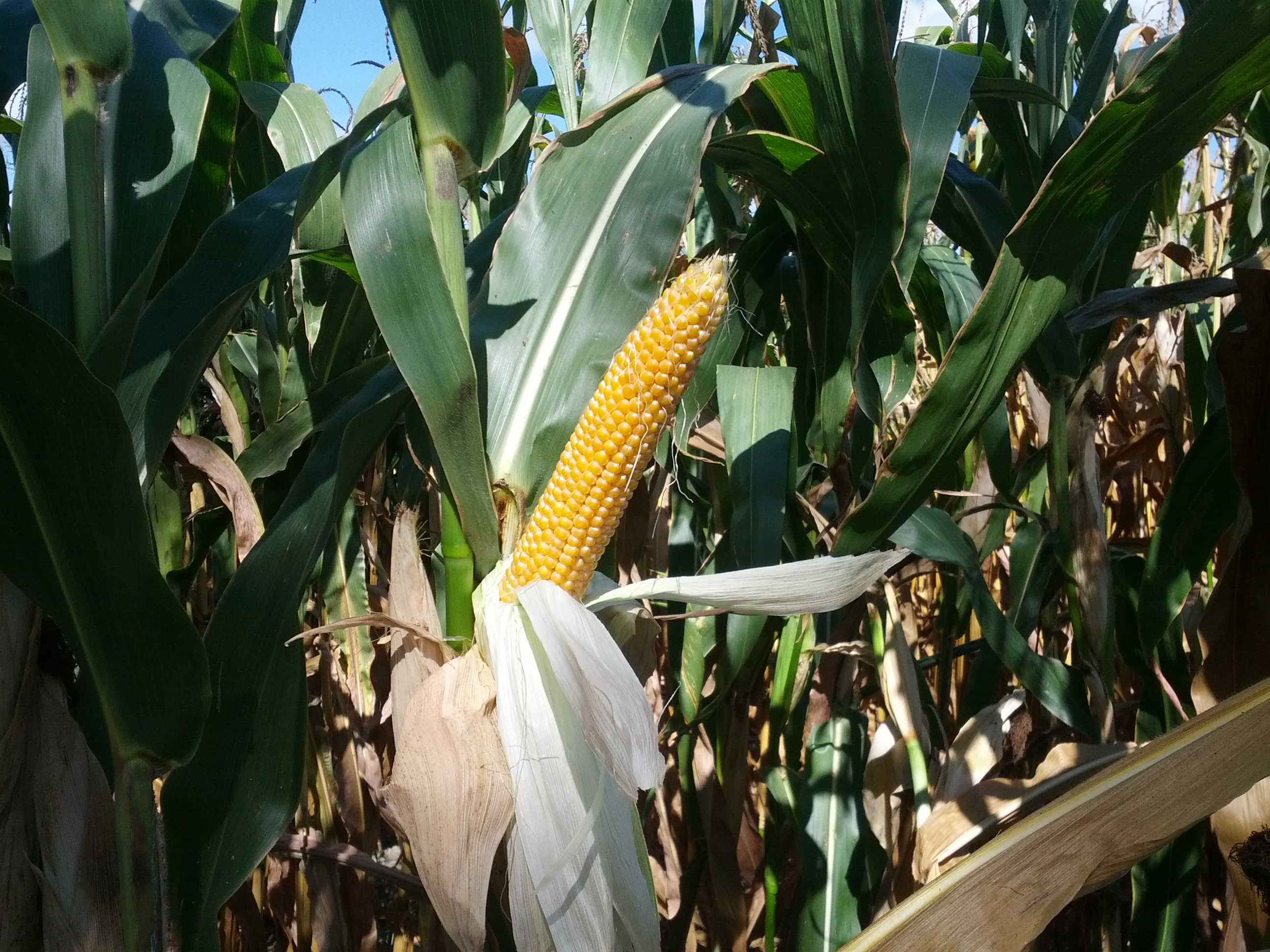 Why do farmers leave dying corn in fields? Ask A Farmer