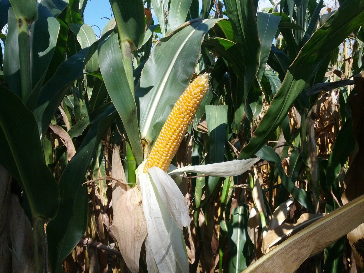 Why do farmers leave dying corn in fields? Ask A Farmer